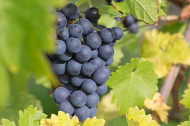 Şaraplık üzüm asma üzerinde