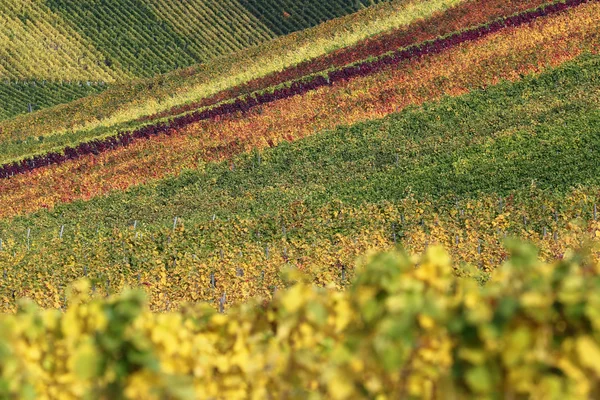 Fields with vineyards in autumn — Stock Photo, Image