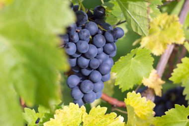 weintrauben auf einem weinstock Im herbst