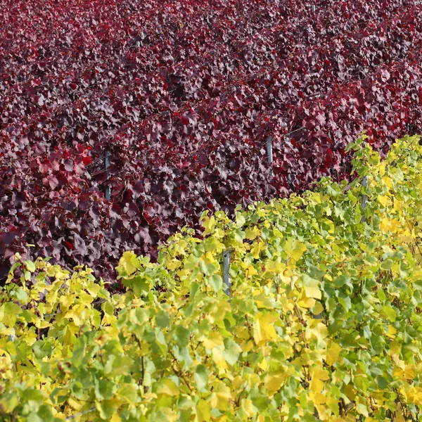 Vignobles en automne avec vignes pour le vin rouge et blanc — Photo