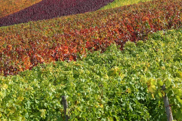 Kolorowe winnic w jesieni z lato — Zdjęcie stockowe