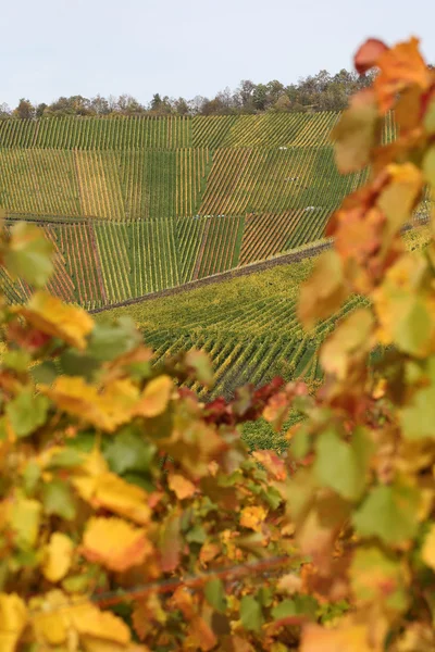 Vineyards and wine racks in autumn — Stock Photo, Image