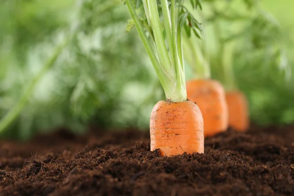 Healthy eating carrots in vegetable garden — Stock Photo, Image