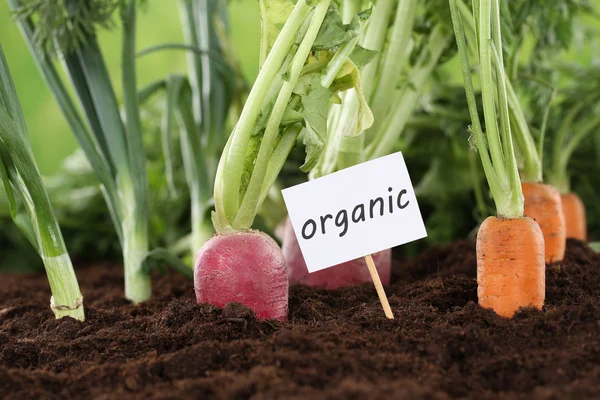Consumul sănătos de legume organice în grădină — Fotografie, imagine de stoc