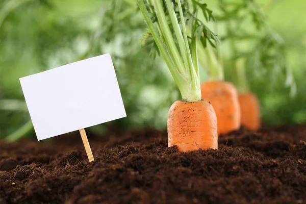 Потерти моркву в овочевому саду з порожнім знаком — стокове фото