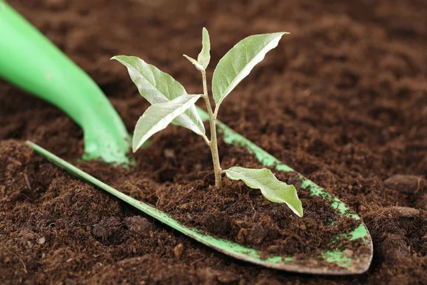 小さな植物の新しい生命 — ストック写真