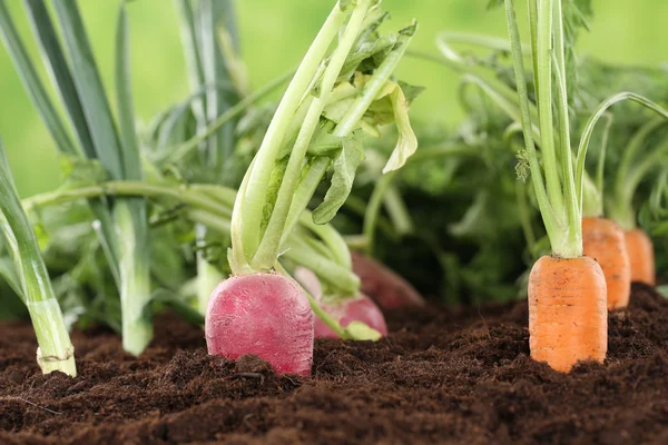 Υγιεινή διατροφή ώριμα λαχανικά στον κήπο — Φωτογραφία Αρχείου