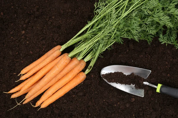 Möhrenernte im Gemüsegarten — Stockfoto