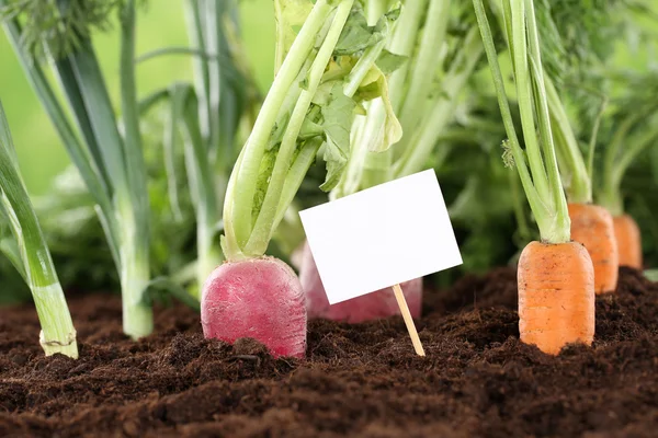 Sayuran segar di kebun vegetarian dengan tanda putih — Stok Foto