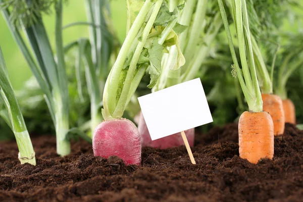 Verduras frescas en un jardín vegetariano con un signo blanco — Foto de Stock