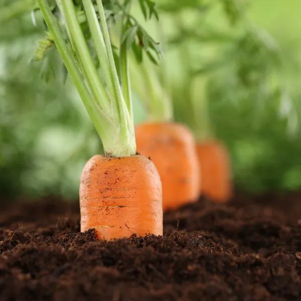 Fresh carrots in vegetable garden — Stock Photo, Image