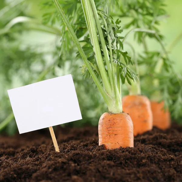 Morcovi în grădină de legume sau câmp cu copyspace — Fotografie, imagine de stoc