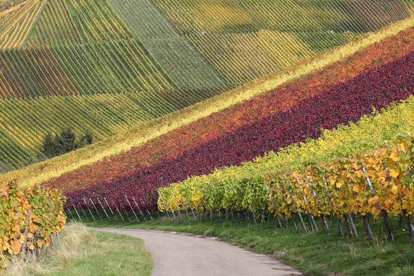 Autumn landscape with vineyards and wine grapes — Stock Photo, Image