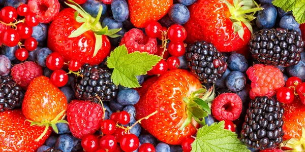 Fruits Baies Fruits Baies Fraises Fraises Bleuets Fond Panorama Myrtilles — Photo