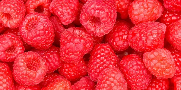Raspberry Berry Raspberries Berries Fruits Fruit Background Panorama — Stock Photo, Image