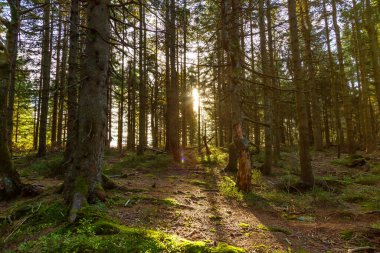 Orman ağaçları, orman ormanı. Kara Orman 'da güneş alan orman. Sonbahar Almanya' da parka düşer.