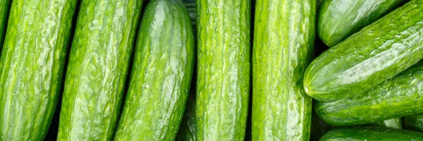 Komkommer Komkommers Achtergrond Groente Groenten Van Boven Panorama Bovenaanzicht — Stockfoto
