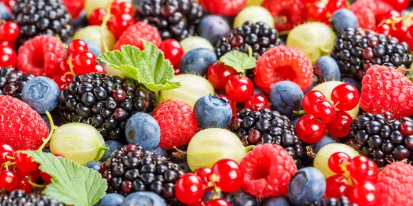 Bessen Fruit Bessen Fruit Aardbeien Aardbeien Bosbessen Bosbessen Panorama Zomer — Stockfoto