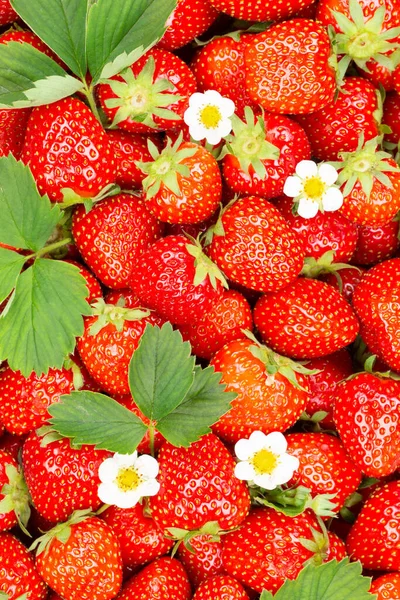 Aardbeien Bessen Vruchten Aardbei Fruit Van Boven Met Bladeren Bloesems — Stockfoto