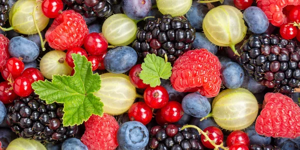 Baies Fruits Fruits Baies Fraises Fraises Bleuets Bleuets Haut Panorama — Photo