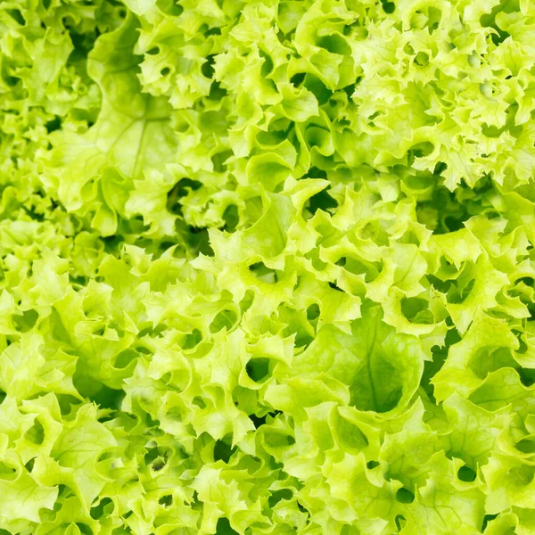 Salată Verde Salată Fundal Legume Vegetale Deasupra Sănătos Mănâncă Pătrat — Fotografie, imagine de stoc