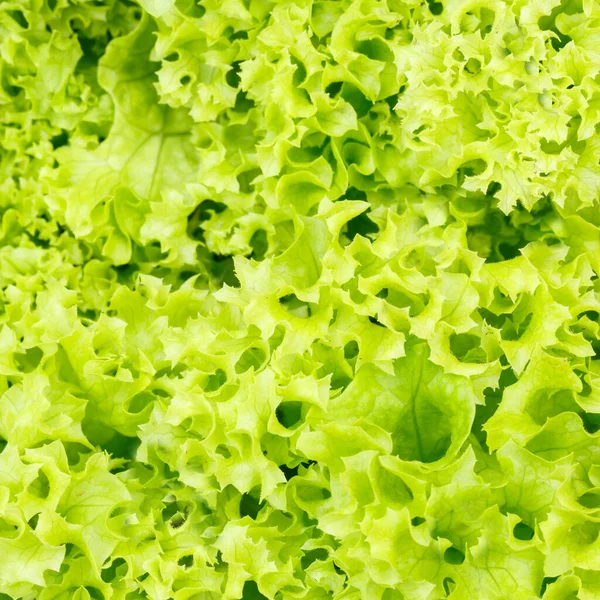 Sla Andijvie Salade Achtergrond Groenten Van Boven Gezond Eten Vierkant — Stockfoto