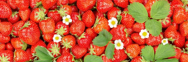 Morangos Bagas Frutas Morango Fruta Cima Com Folhas Flores Panorama — Fotografia de Stock