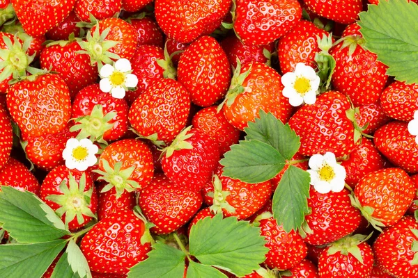 Aardbeien Bessen Vruchten Aardbeien Fruit Van Boven Met Bladeren Bloesems — Stockfoto