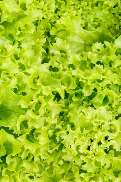 Lettuce endive salad background vegetable vegetables from above healthy eating portrait format fresh