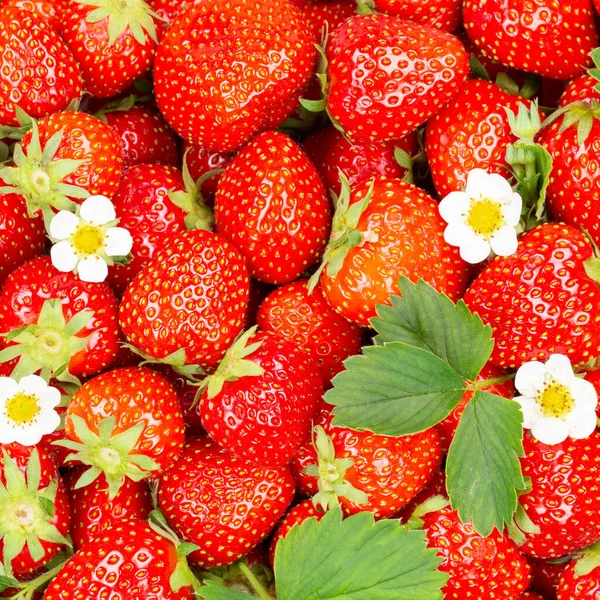 Fresas Frutas Fresas Fruta Fresa Arriba Con Hojas Flores Cuadrado — Foto de Stock