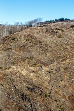 Çevresel yıkım iklim değişikliği kriz çevre doğa orman dieback portre biçimi Harz, Almanya 'da Brocken Dağı