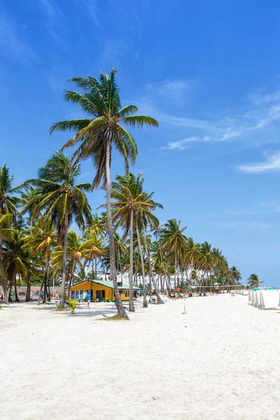 Playa Spratt Bight Beach Travel Palms Palm Portrait Format Vacation — Stock Photo, Image