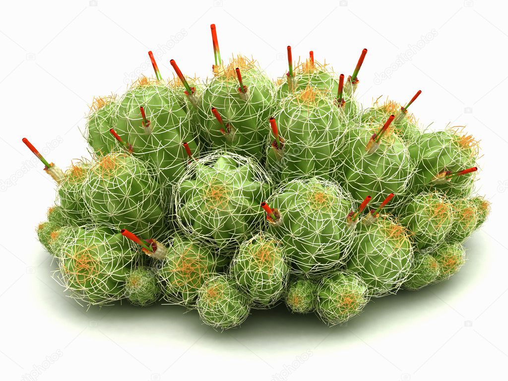 Decorative cactus