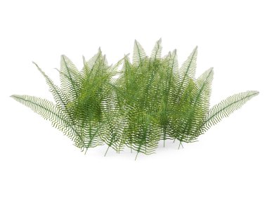 fern bush izole