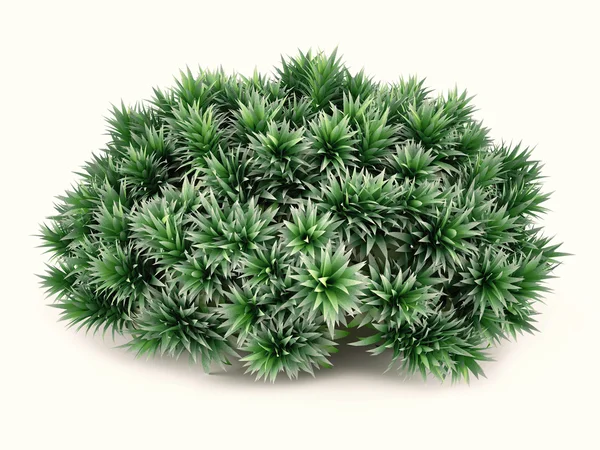 Exotic plant bush — Stock Photo, Image