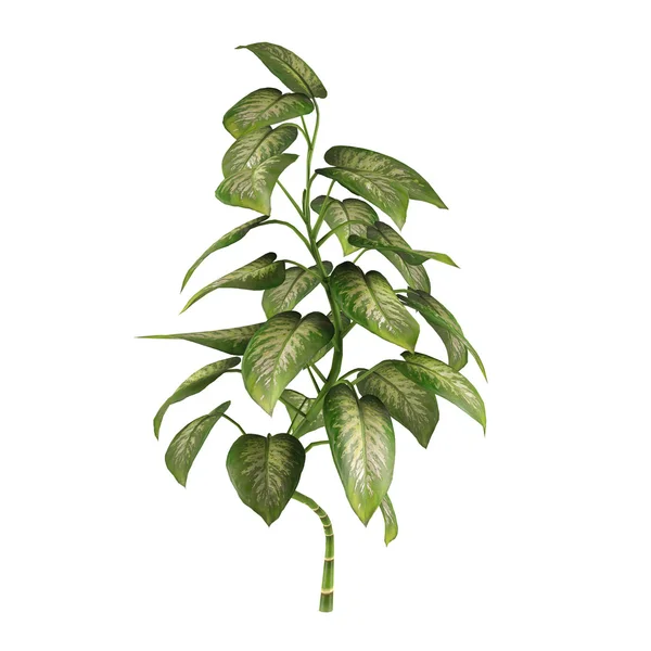 Exotic plant bush tree