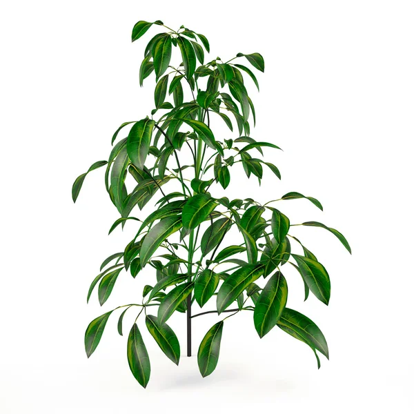 Exotic plant bush tree — Stock Photo, Image