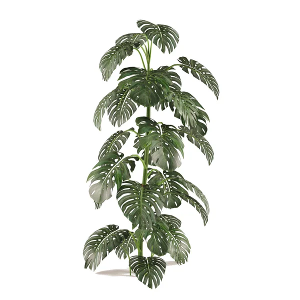 Exotic plant bush tree — Stock Photo, Image