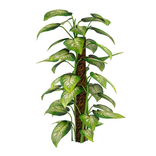 Exotic plant bush tree — Stock Photo, Image