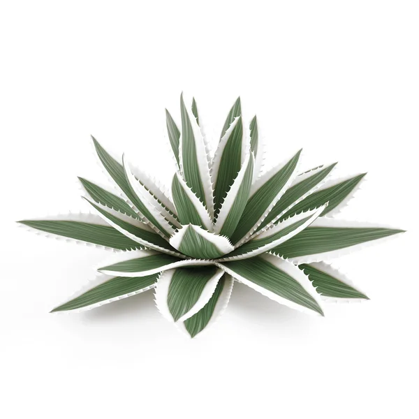 Cespuglio decorativo di aloe di cactus — Foto Stock