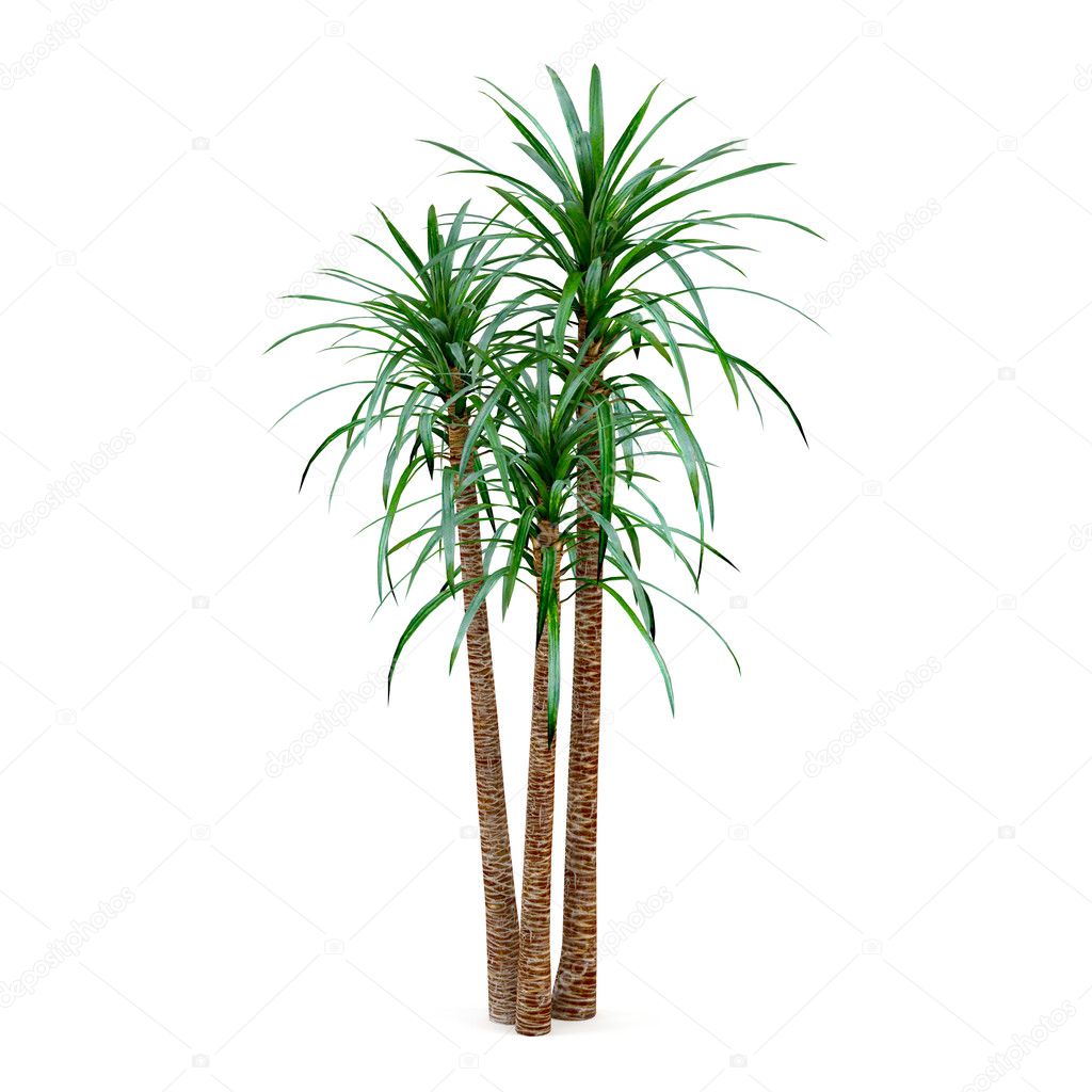 Exotic palm tree