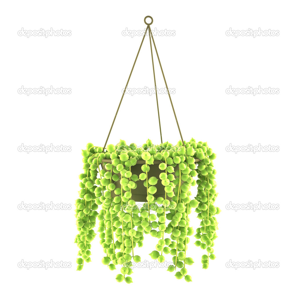 Hanging exotic pot solated