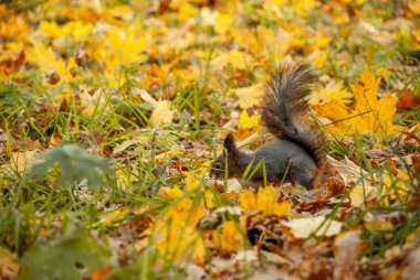 Sincap parkta yiyecek kokusu alıyor.