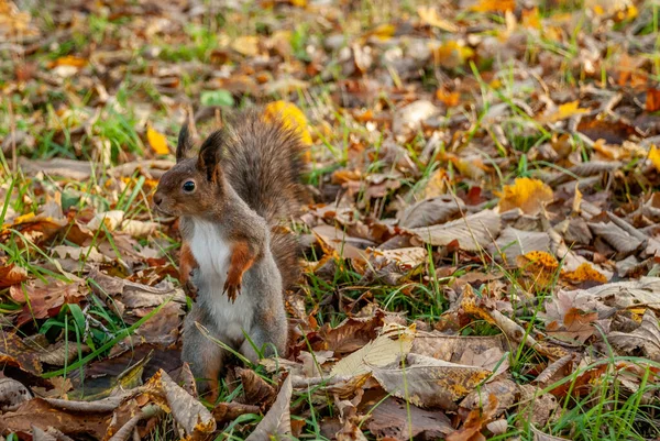 Parktaki sincap yiyecek arıyor. 