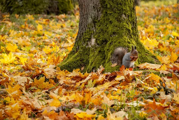 Yemek yerken yakalanan vahşi bir sincap.