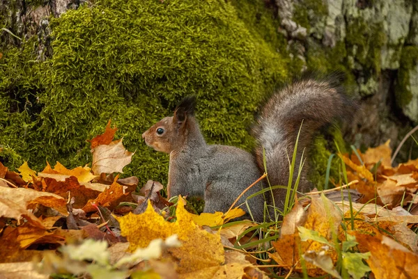 Güneşli bir sonbahar gününde ormanda oturan vahşi bir sincap.
