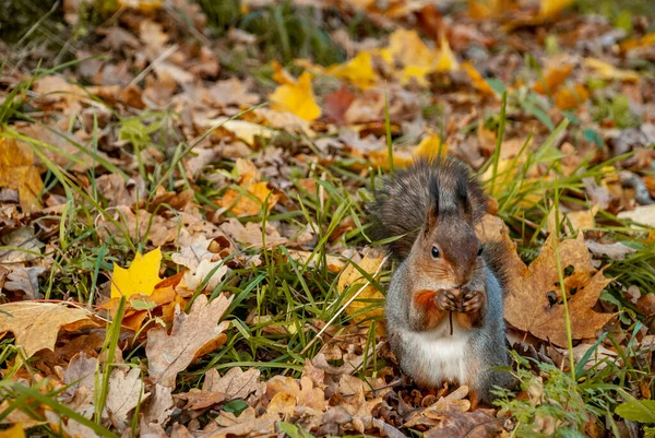  Sonbahar ormanlarında yemek yerken yakalanan vahşi bir sincap. 