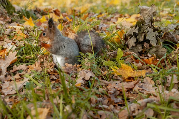 Vild Ekorre Höstskogen Njuter Maten — Stockfoto