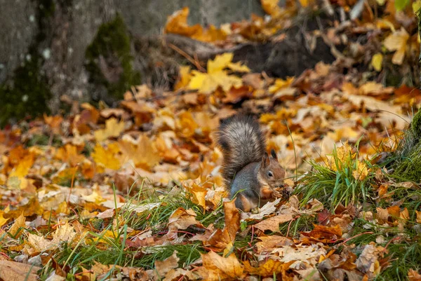 Sonbahar parkında yemeğin tadını çıkaran vahşi bir sincap.
