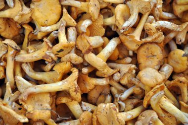 Chanterelles